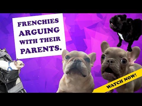 French Bulldogs Arguing With Their Parents.  World's Cutest, Most VOCAL Frenchies!